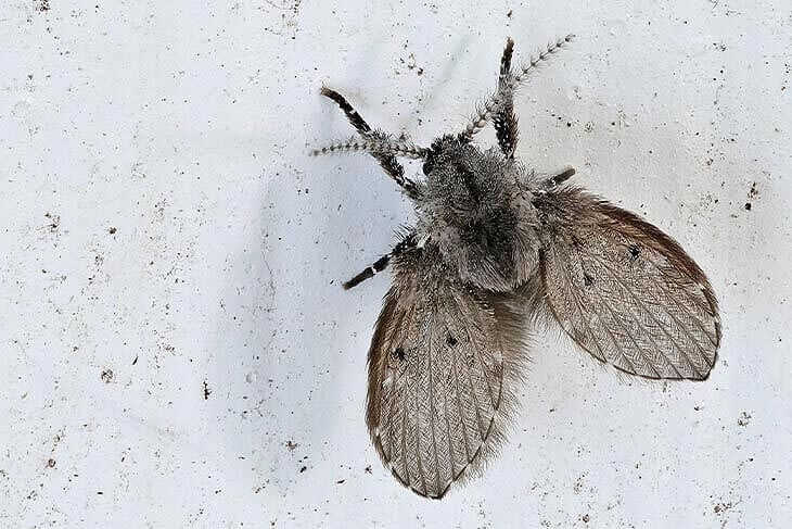  Motmuggen bestrijden